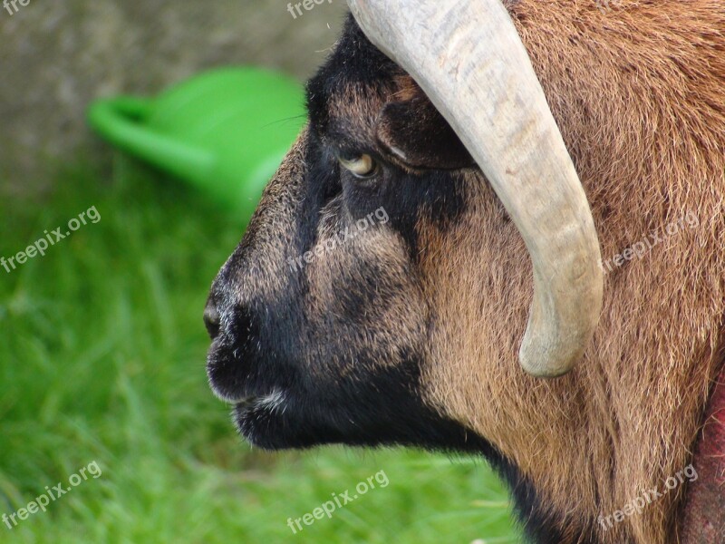 Sheep Animal Head Horn Free Photos