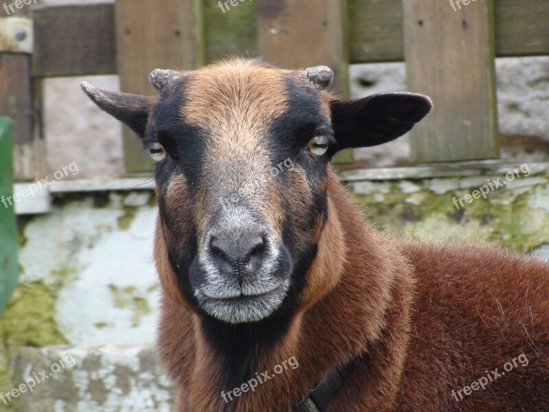 Sheep Animal Head Free Photos