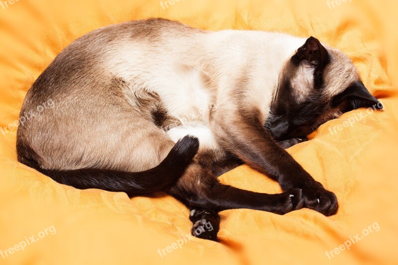 Siamese Cat Thai Siam Cat Siamese Breed Cat