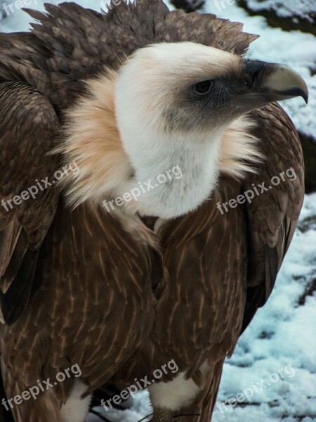 Vulture Griffon Vulture Bird Of Prey Zoo Bird