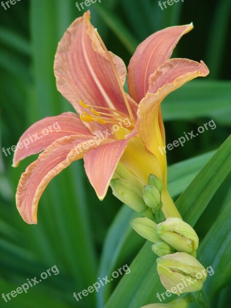 Lily Flower Blossom Bloom Iris