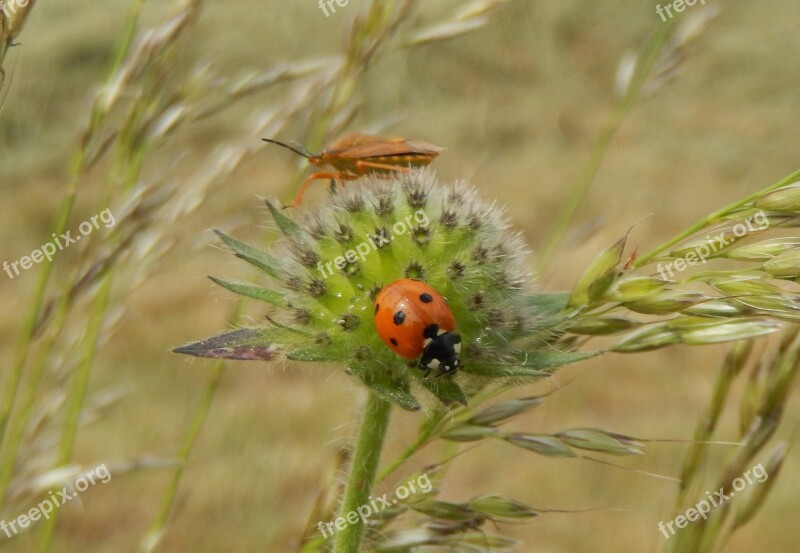 Ladybug Insects Flowers Free Photos