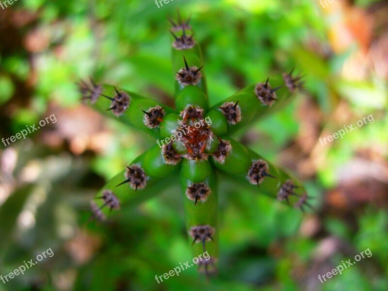 Cacti Thorns Ornamental Free Photos