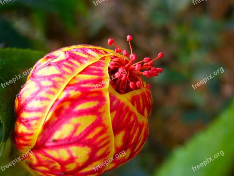 Flower Flower Button Red Flower Forest Flower Blossom Free Photos