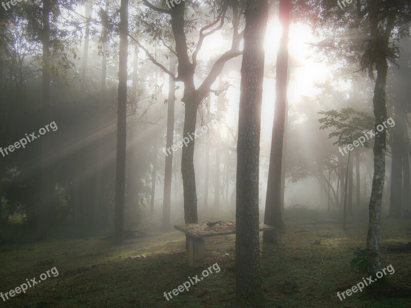 Woods Dawn Ray Of Light Winter Winter Scene