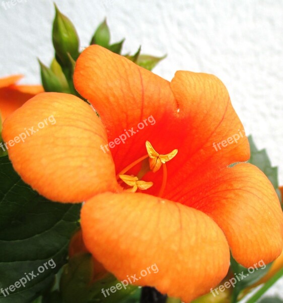 Stans Indian Summer Orange-red Flower Sight For Sore Eyes Climber Plant