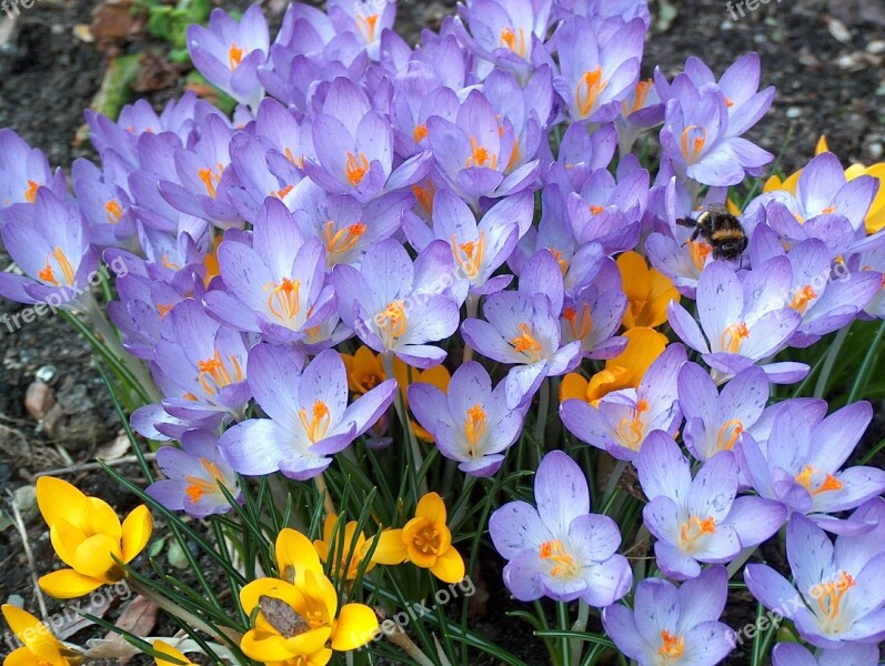 Crocus Flowers Garden Nature Spring