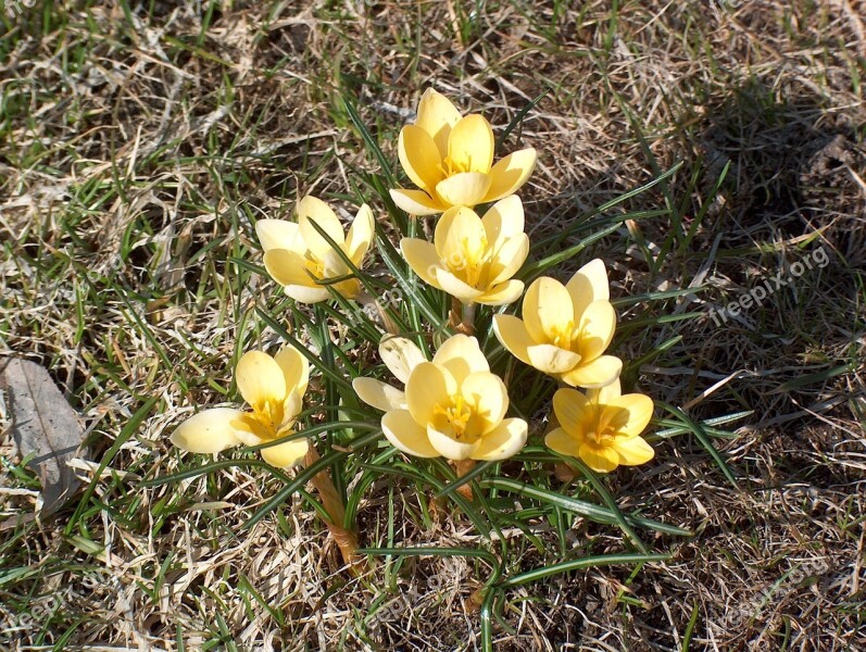 Crocus Flowers Garden Nature Spring