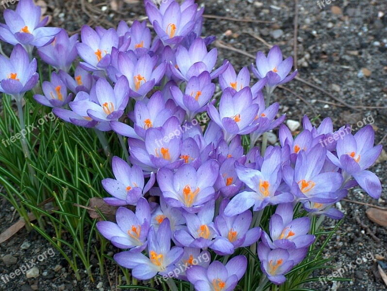 Crocus Flowers Garden Nature Spring