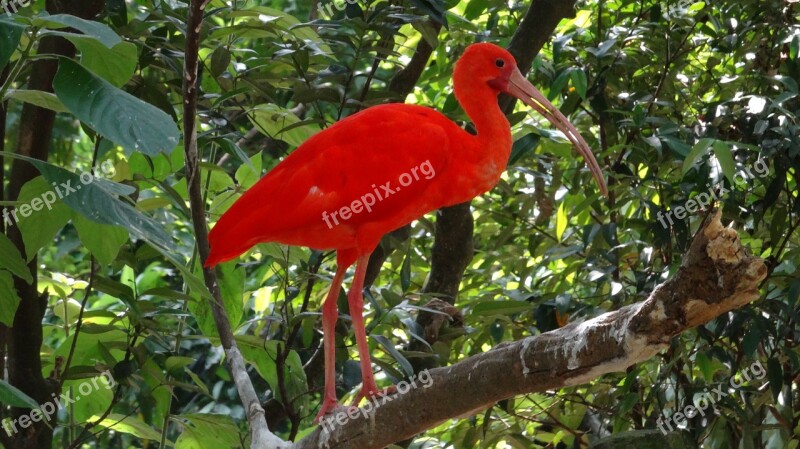 Ibis Szkarłatny Eudocimus Ruber Bird Nature Forest