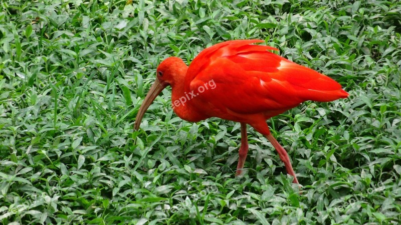 Ibis Szkarłatny Eudocimus Ruber Bird Park Nature