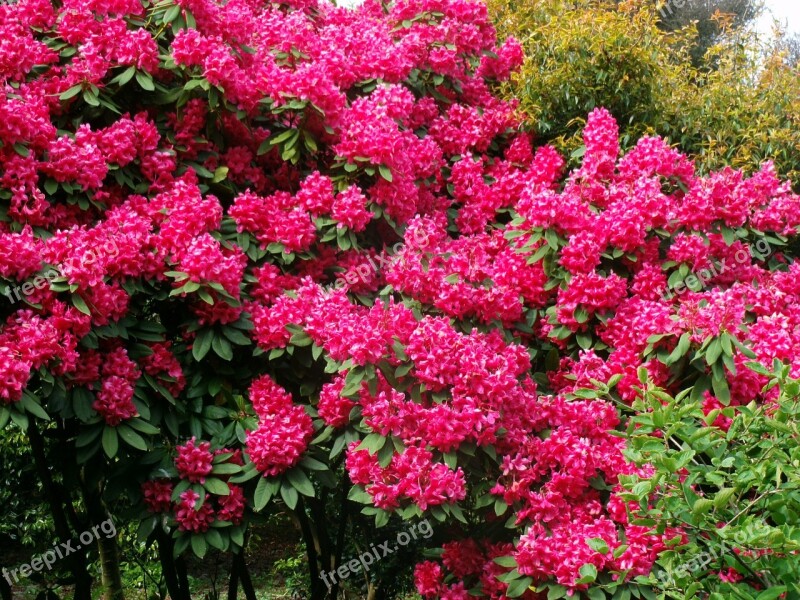 Bush Flowers Garden Spring Plant