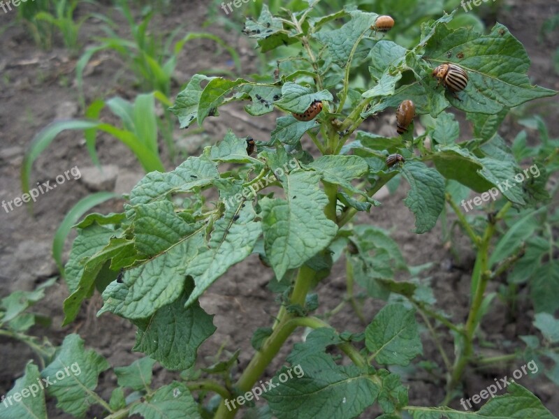 Potato Colorado Potato Beetle Vegetable Garden Free Photos