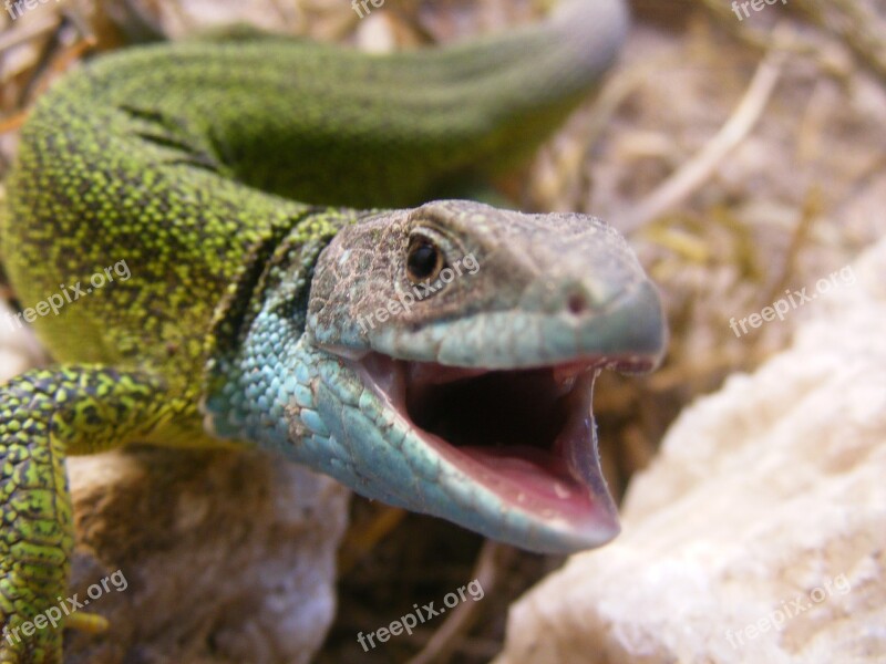 Lizard Animal Reptile Green Green Lizard