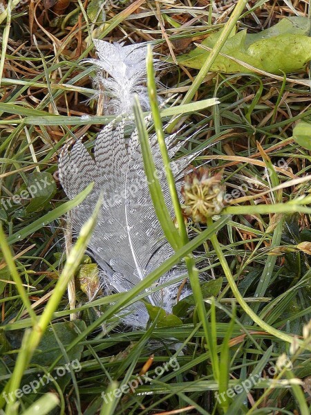 Feather Loss Bank Subtlety Lightness