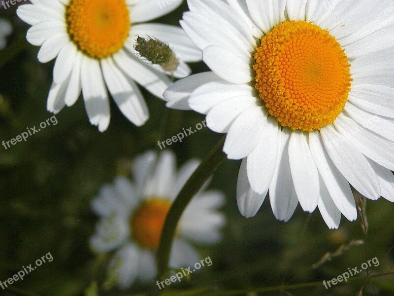 Daisy White Yellow Tickets Detail