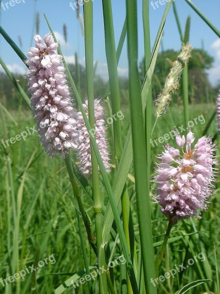 Meadow Spring Plantain Free Photos