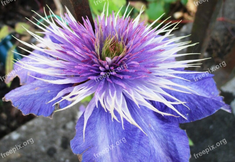 Clematis Bloom Light Purple Flower Garden Ornamental Plant