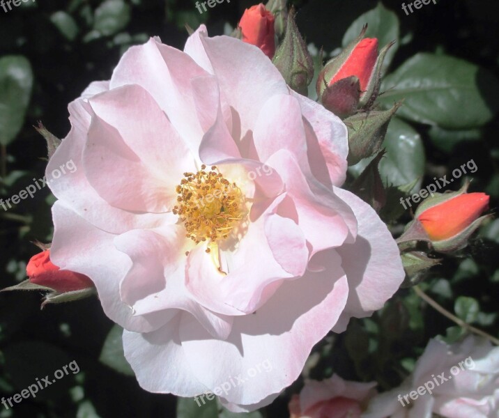 Roses Heck Roses Spiny Pink Free Photos