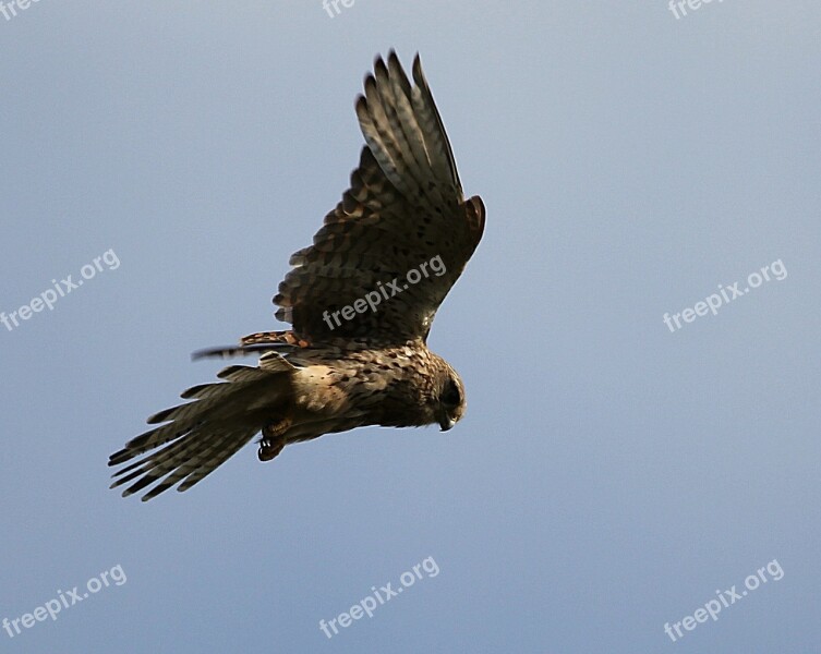 Kestrel Bird Feathers Free Photos