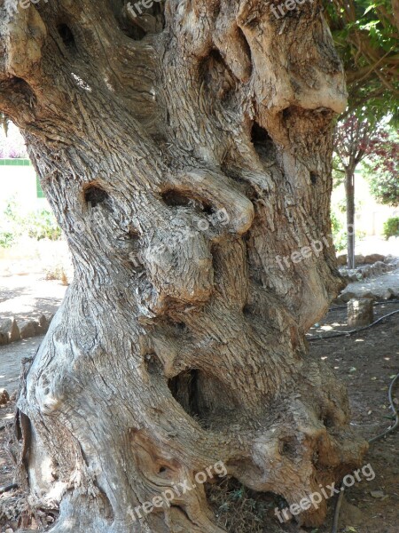 Tribe Olive Tree Old Gnarled Wood