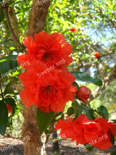 Pomegranate Pomegranate Blossom Blossom Bloom Bloom