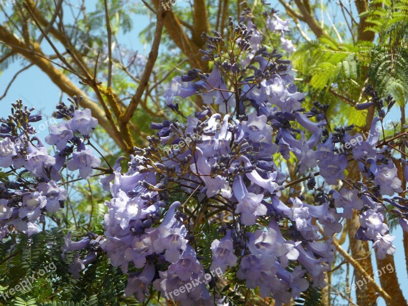 Jacaranda Tree Bloom Blossom Blossom