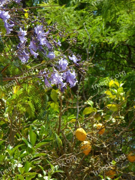 Jacaranda Lemon Tree Garden Mediterranean Plant