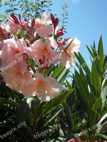 Oleander Pink Ornamental Shrub Bush Blossom