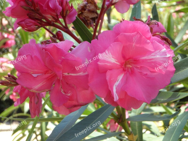 Oleander Pink Blossom Bloom Bloom