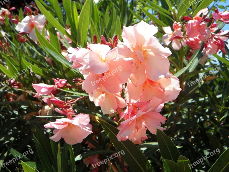 Oleander Mediterranean South Bush Ornamental Plant