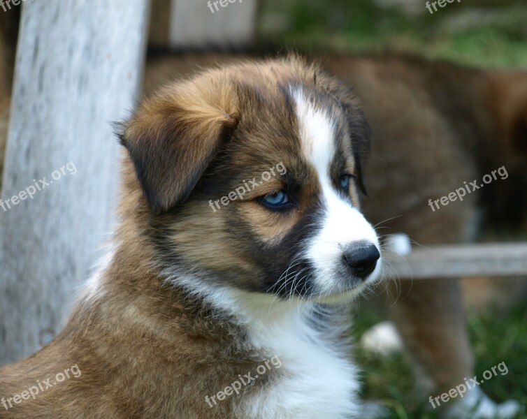 Puppy Young Dog Black Eye Cute Dog