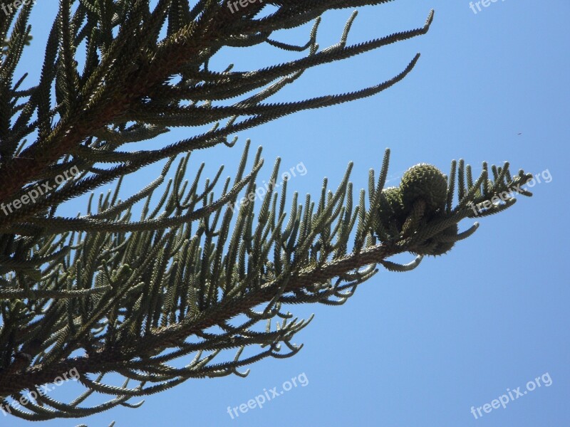 Araucaria Araucarie Promenade Fruit Tap