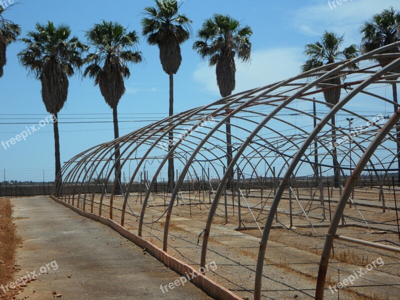 Palm Trees Old Greenhouses Greenhouses Old Empty