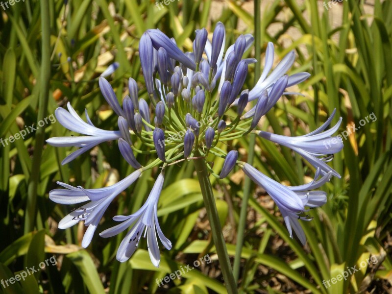 Blue Lily Flower Blue Plant Summer