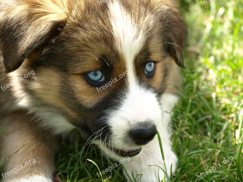 Puppy Blue Eye Hybrid Young Dog Black Eye