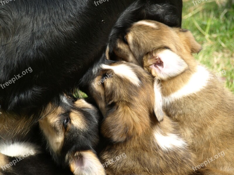 Suckle Puppies Hungry Thirsty Cute