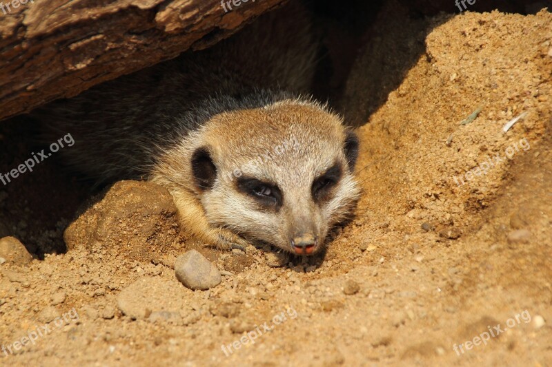 Meerkat Zoo Mammal Animal Suricata Suricatta