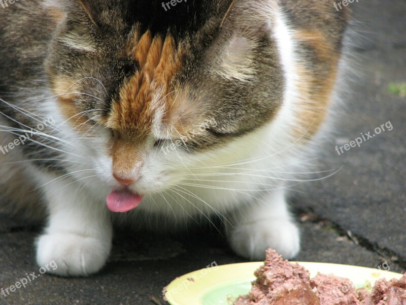 Cat Eat Tongue Cat Tongue Satisfied