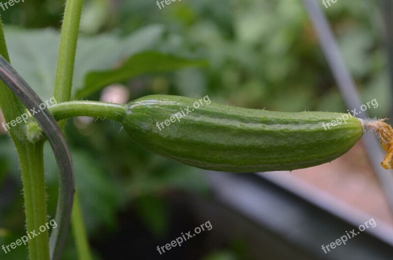 Cucumber Vegetables Snake Pickle Free Photos