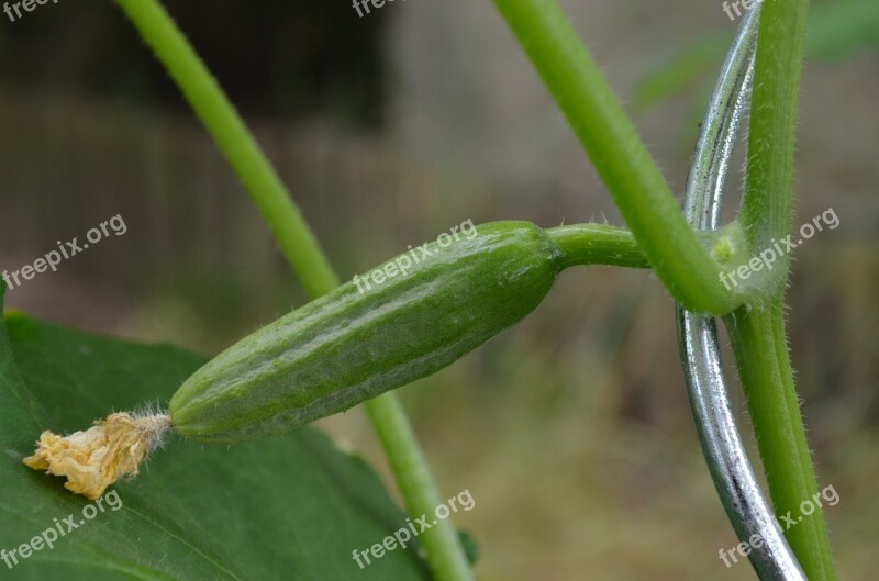 Cucumber Snake Pickle Vegetables Free Photos