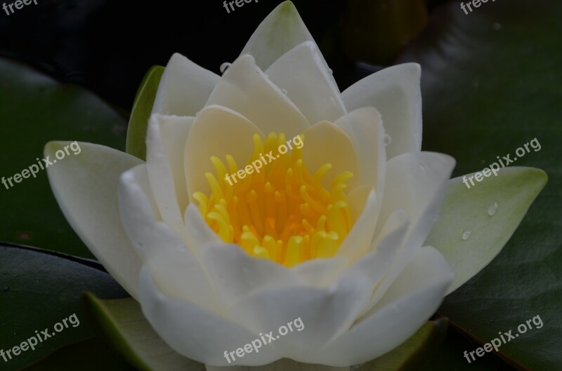 Water Lily White Flower Aquatic Plant Incomplete Free Photos