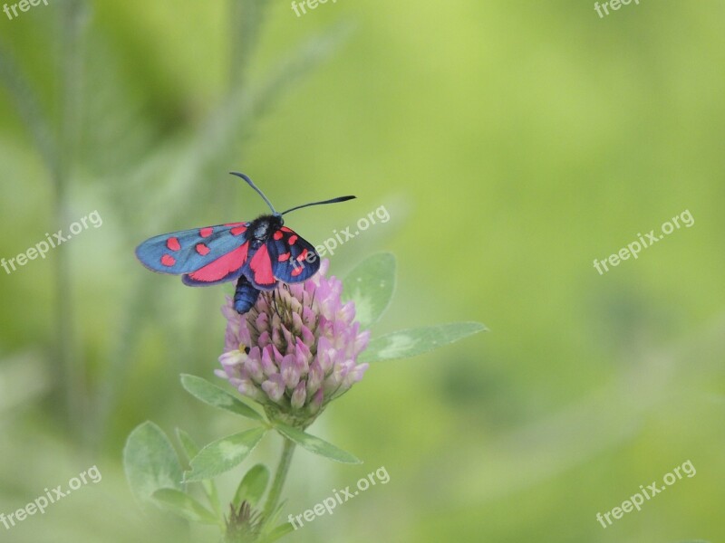 Blood Butterfly Black Red Close Up