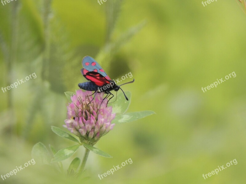 Blood Butterfly Black Red Close Up