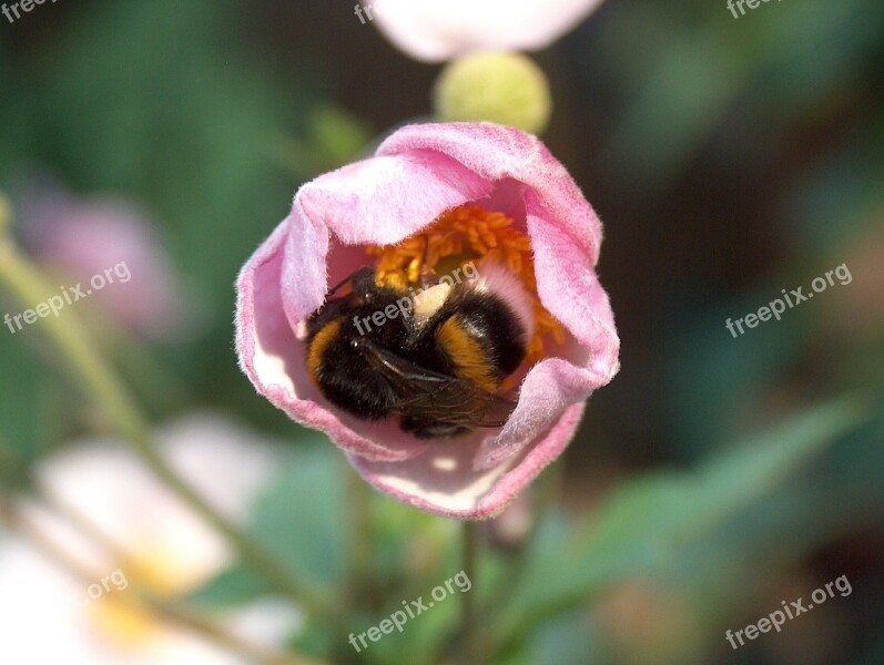 Flower Plant Blossom Bloom Summer