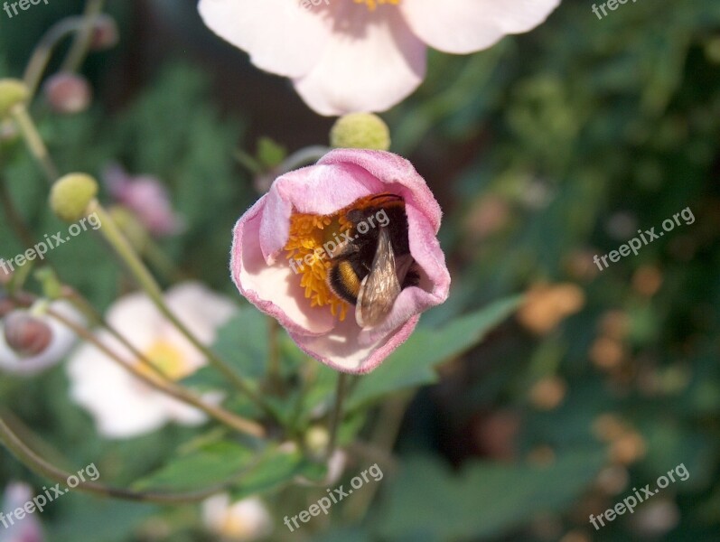 Flower Plant Blossom Bloom Summer