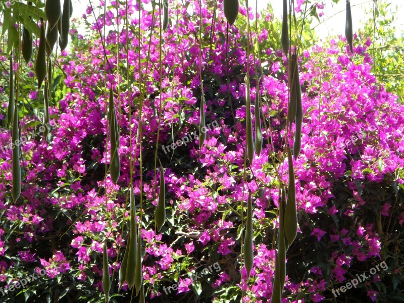 Glycinie Blue Rain Bougainvillea Garden Curtain