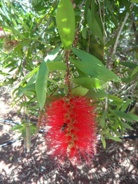 Pipecleaner Bush Plant Blossom Bloom