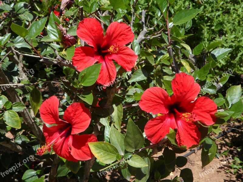 Hibiscus Three Bloom Flowers Flower