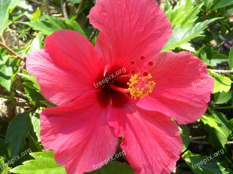 Hibiscus Close Up Blossom Bloom Flower